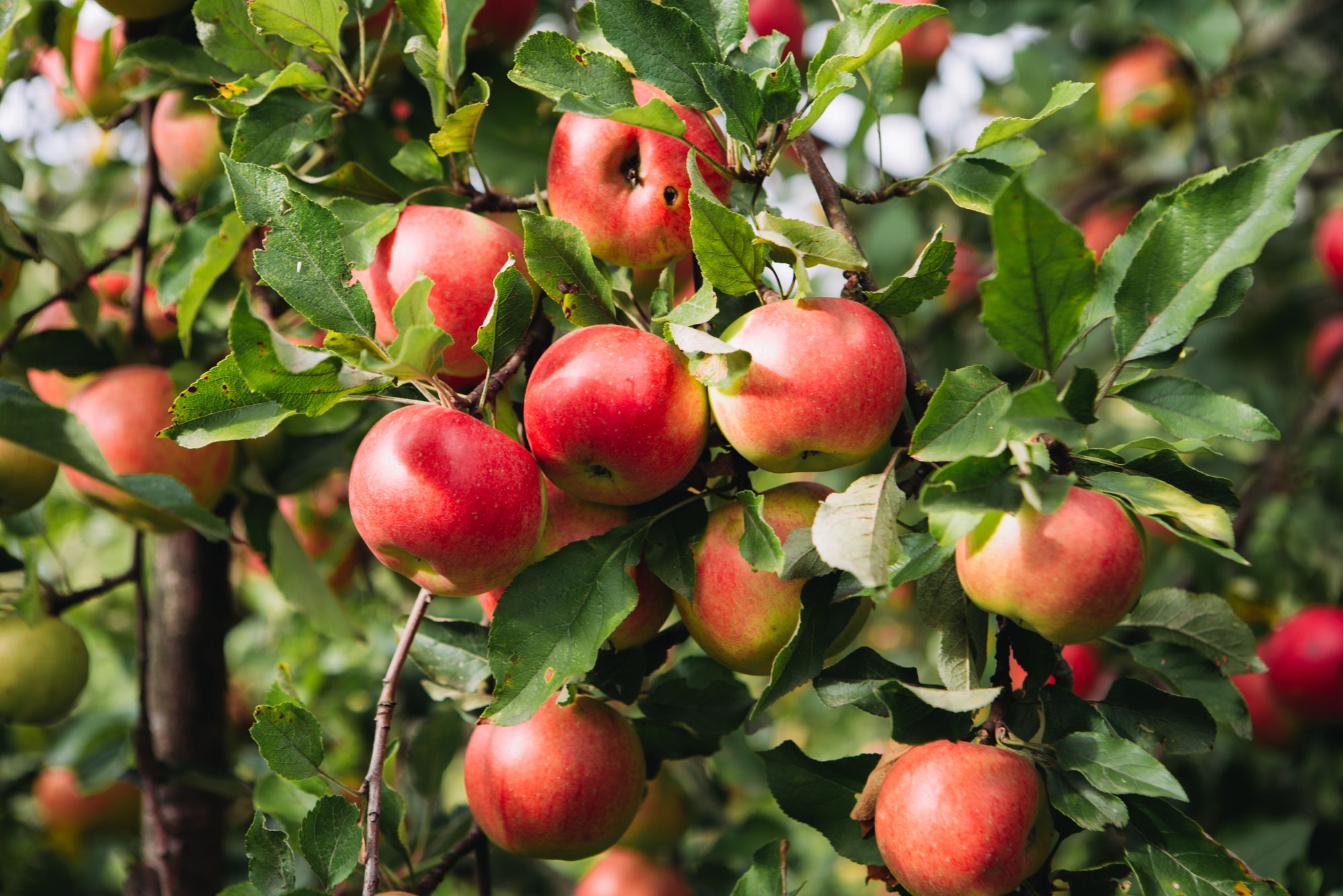 apples in an apple tree