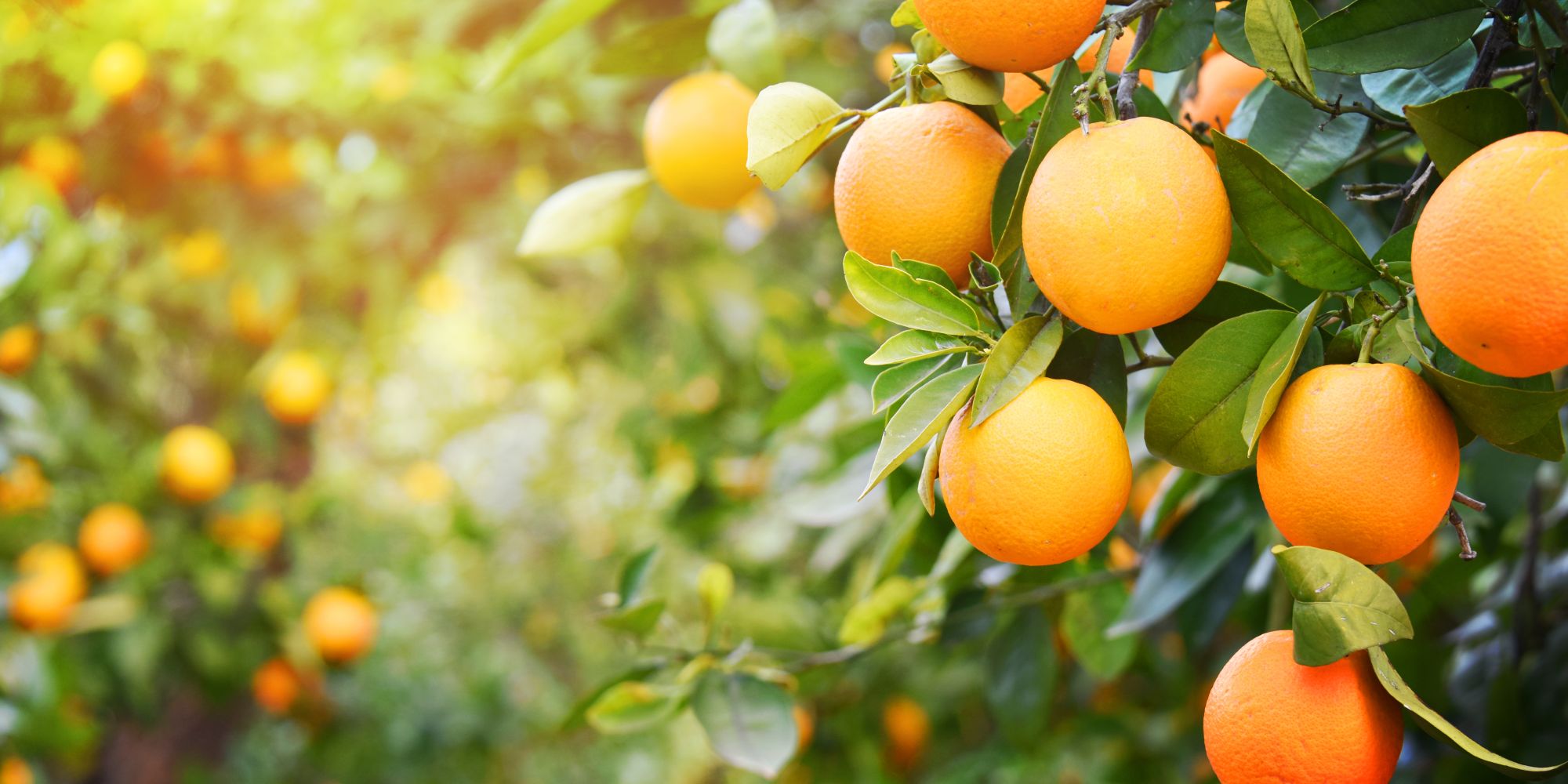 orange tree