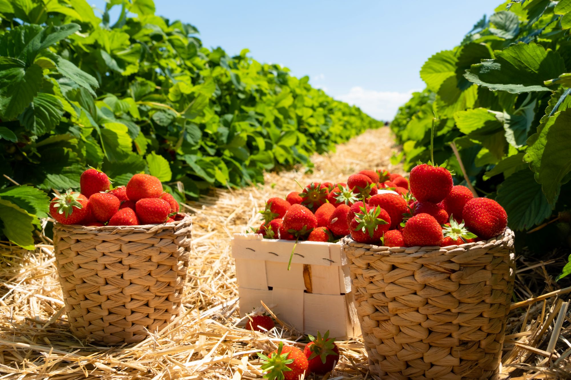 basket of strawberries on a farm
